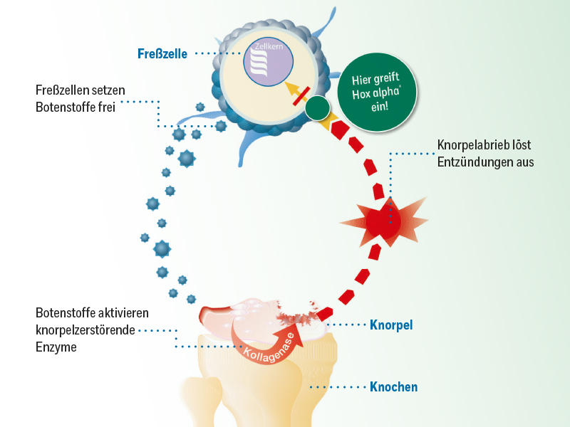 Grafik mit Knie-Illustrationen. Informationen über Brennnessel-Extrakt bei Arthrose.
